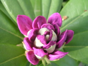 DSCN2883.JPG