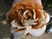 DSCN2887.JPG