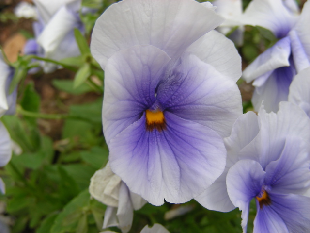 DSCN9683.JPG