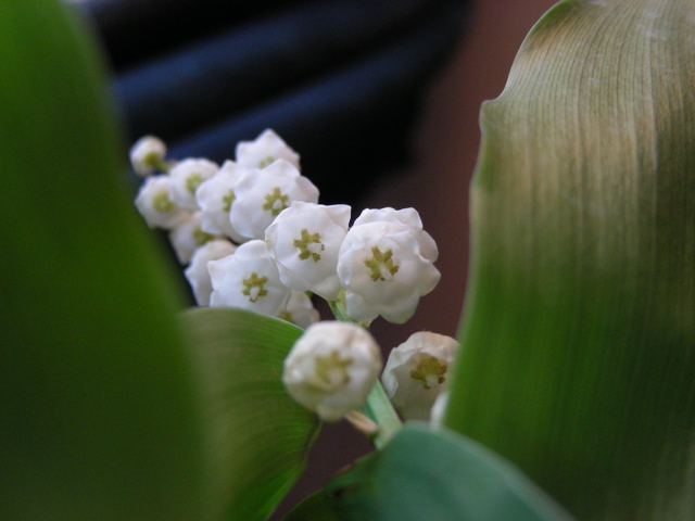 DSCN9720.JPG