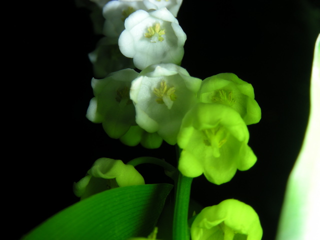 DSCN9726.JPG