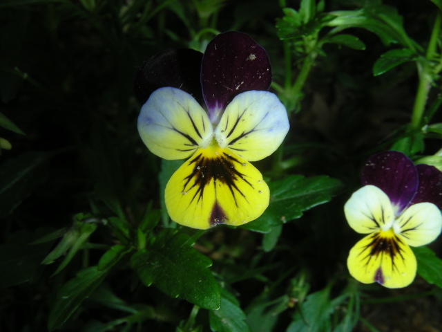 DSCN9738.JPG
