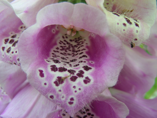 DSCN9742.JPG