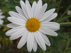 DSCN9667.JPG