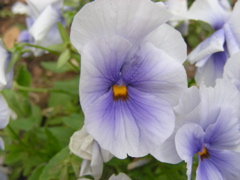 DSCN9683.JPG