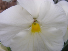 DSCN9685.JPG