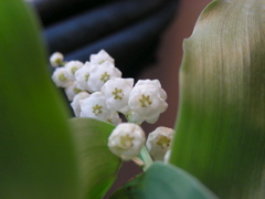 DSCN9720.JPG