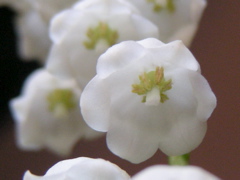 RSCN9723.JPG