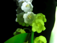 DSCN9726.JPG