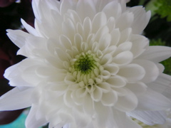 DSCN9733.JPG