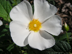 DSCN9653.JPG