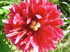 DSCN9658.JPG