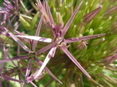 DSCN9661.JPG