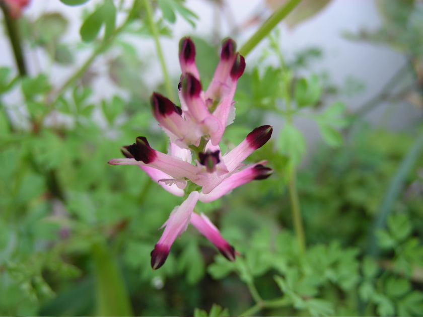 DSCN9179.JPG
