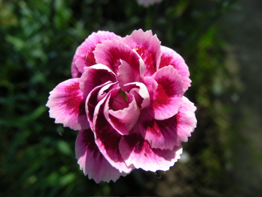 DSCN9255.JPG