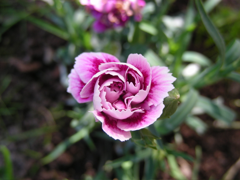 DSCN9256.JPG